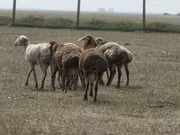 كبش, Hissar sheep — الصورة 4
