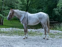 فرس, Quarter Horse — الصورة 1