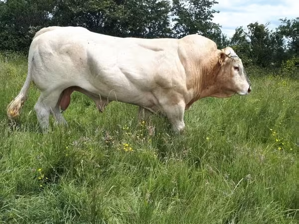 Blonde d’Aquitane cattle