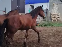 حصان, Horse breed — الصورة 5