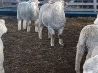نعجة, Kuibyshev sheep — الصورة 2