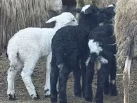 نعجة, Katum sheep — الصورة 2