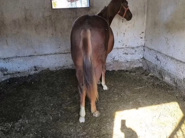 Thoroughbred horse