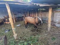 تيس, LaMancha goats — الصورة 2