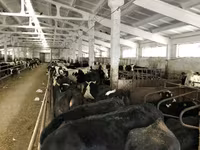 بقرة, Yaroslavl cattle — الصورة 7