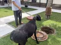 كبش, الأغنام — الصورة 2