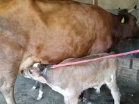 بقرة, Red Estonian cattle — الصورة 4