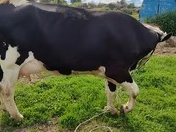 Razza Holstein