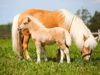 حصان, American shetland pony — الصورة 2