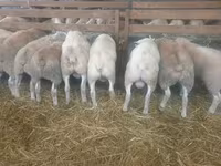 نعجة, Baerchuke sheep — الصورة 1
