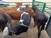 Cow, Limousin cow — photo 7