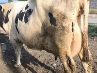 بقرة, Swiss cattle — الصورة 4