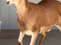 كبش, الأغنام — الصورة 3