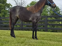 فرس, Rocky Mountain Horse — الصورة 4