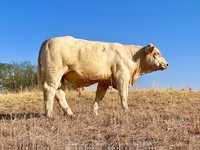 ثور, Charolais cattle — الصورة 2