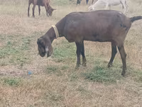 عنزة, Nubian Goat — الصورة 2