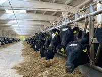 Cow, Holstein breed — photo 2