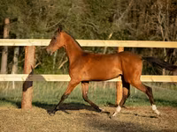 حصان, Akhal-Teke — الصورة 3