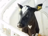 ثور, Yaroslavl cattle — الصورة 5