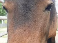 فرس, American shetland pony — الصورة 1