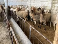 نعجة, Awassi sheep — الصورة 1