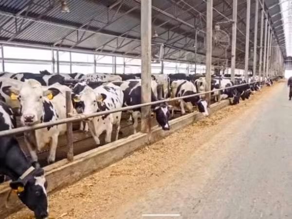 بقرة, Swiss cattle