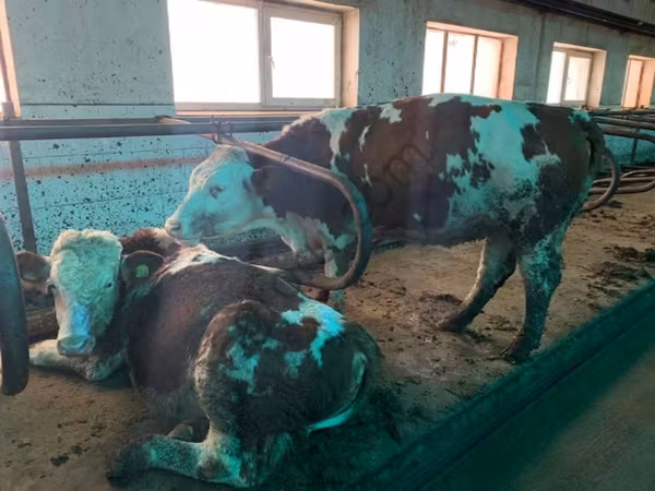 بقرة, Simmental cattle