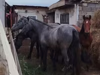 حصان, Horse breed — الصورة 2