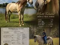 حصان, Rocky Mountain Horse — الصورة 1