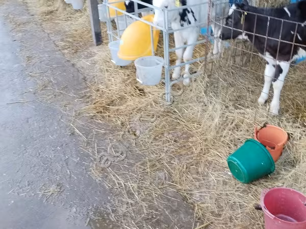 ثور, Swiss cattle
