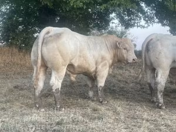Charolais cattle