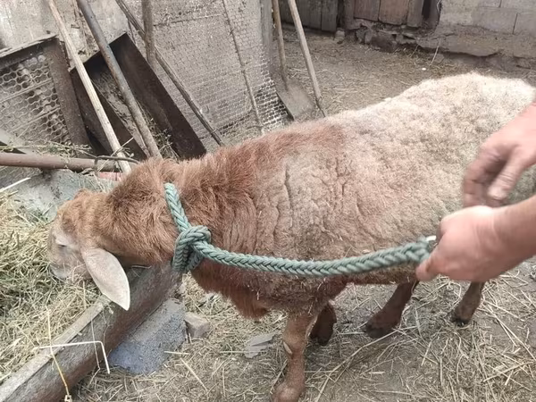 گوسفند
