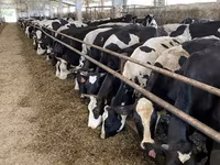 بقرة, Yaroslavl cattle — الصورة 1