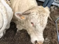 بقرة, Aubrac cattle — الصورة 3