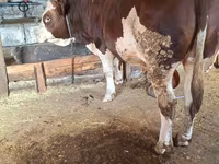 ثور, Simmental cattle — الصورة 3