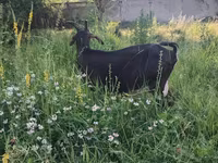 عنزة, Nubian Goat — الصورة 5