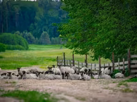 كبش, Romanov sheep — الصورة 4