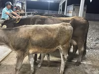بقرة, Ukrainian Brown Dairy Cattle — الصورة 3