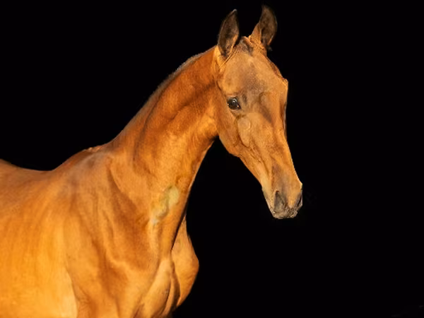 حصان, Akhal-Teke