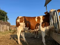 بقرة, مونبليارد — الصورة 3