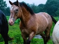حصان, Palomino — الصورة 7