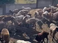 نعجة, Kuibyshev sheep — الصورة 3