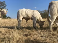 ثور, Charolais cattle — الصورة 3