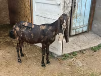 Goat, Kamori goats — photo 2
