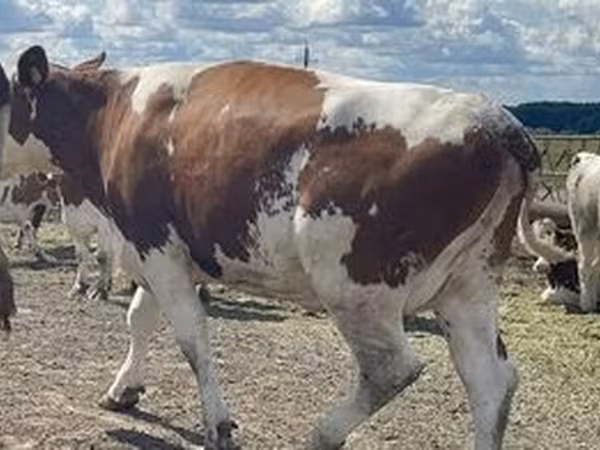 Razza Holstein