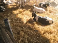ثور, Swiss cattle — الصورة 1