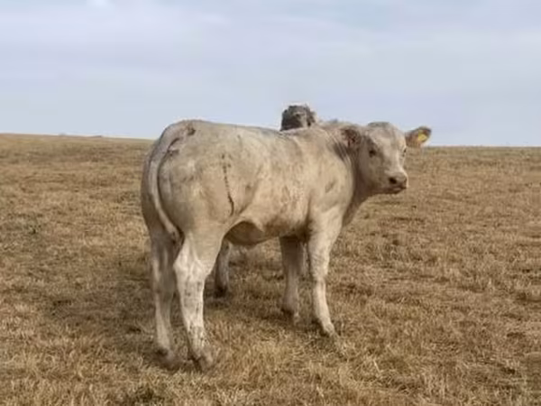 Charolais cattle