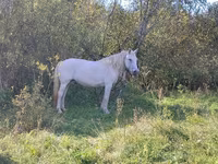 فرس, Horse breed — الصورة 7