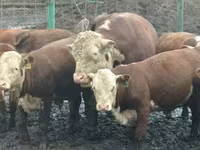 ثور, Yaroslavl cattle — الصورة 6