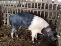 Boar, Белорусская чёрно-пёстрая — photo 4